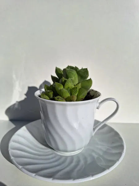 Haworthia retusa Taza