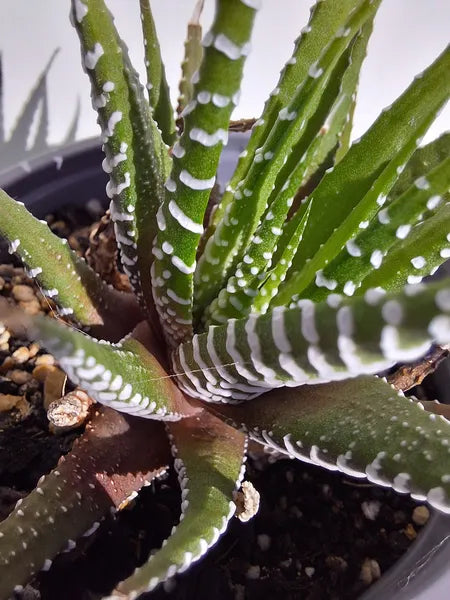 Haworthiopsis