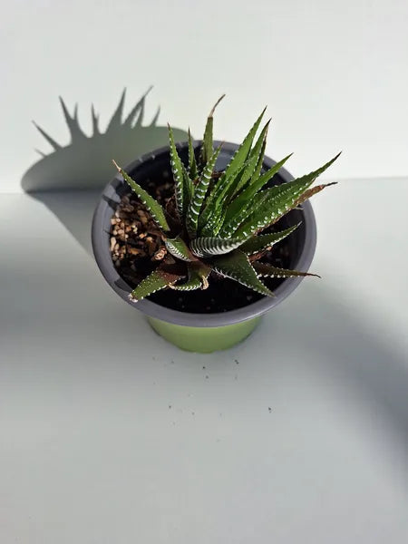Haworthiopsis