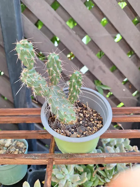 Mahiuniopsis glomerata atacamensis
