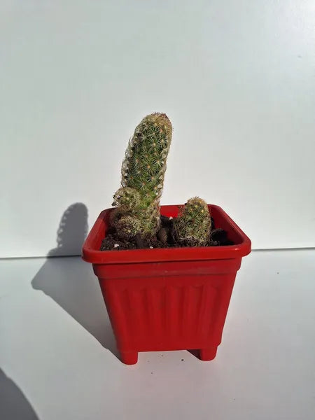 Mammillaria Elongata