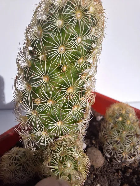 Mammillaria Elongata