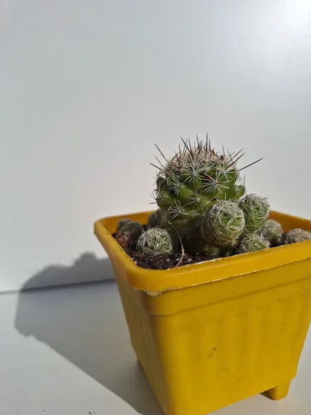 Mammillaria Gracilis