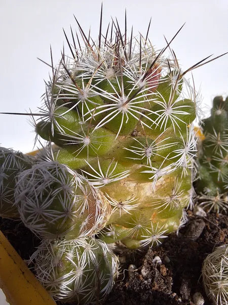 Mammillaria Gracilis