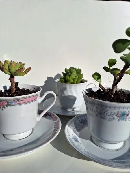 Mix Tazas 