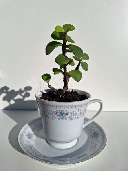 Portulaca Afra Taza