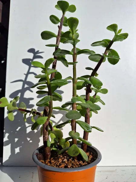 Portulacaria afra
