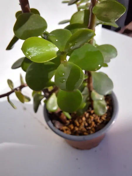 Portulacaria afra