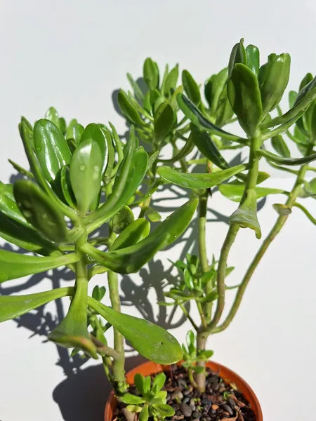 Sedum Dendroideum