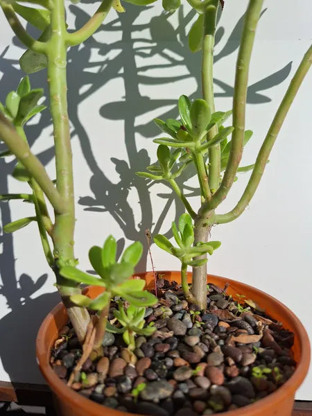 Sedum Dendroideum
