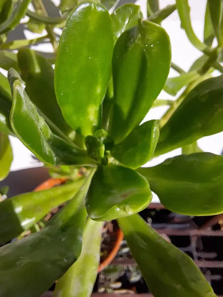 Sedum Dendroideum