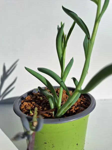 Senecio Radicans