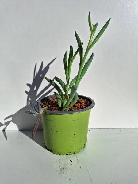 Senecio Radicans