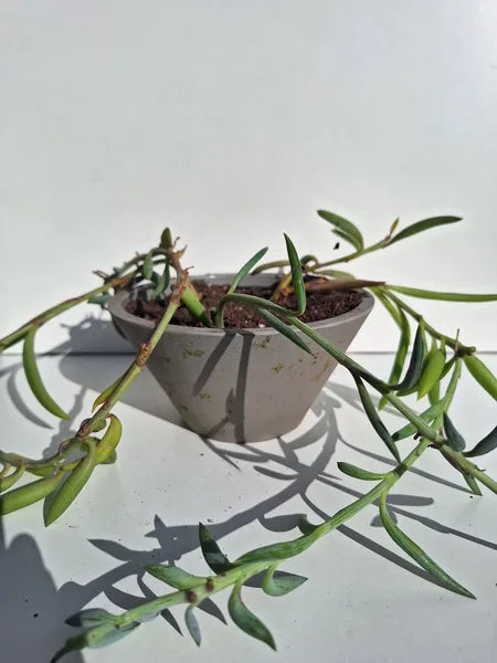 Senecio Radicans